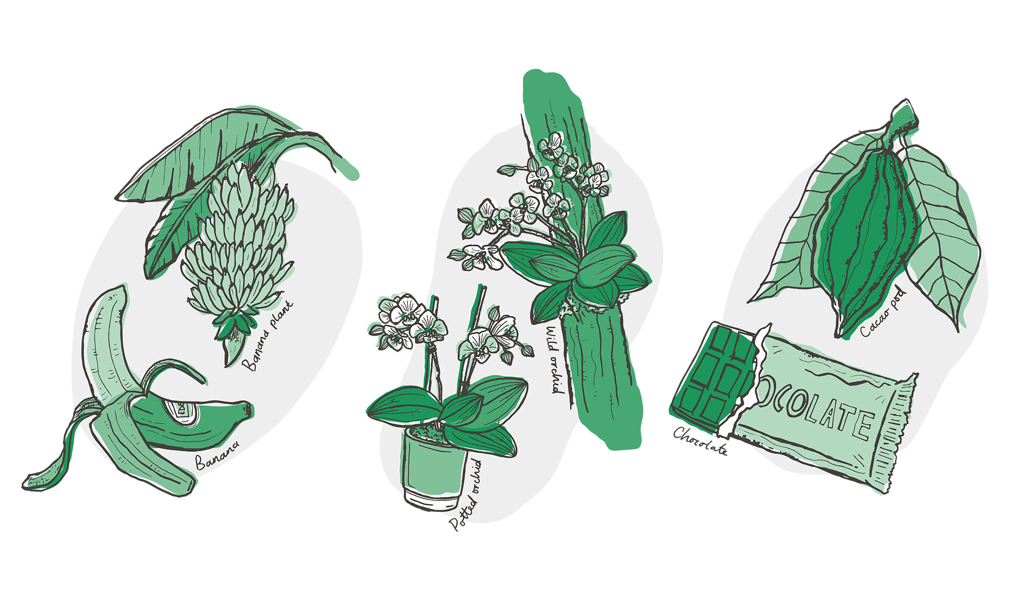 Illustrations of plant crops