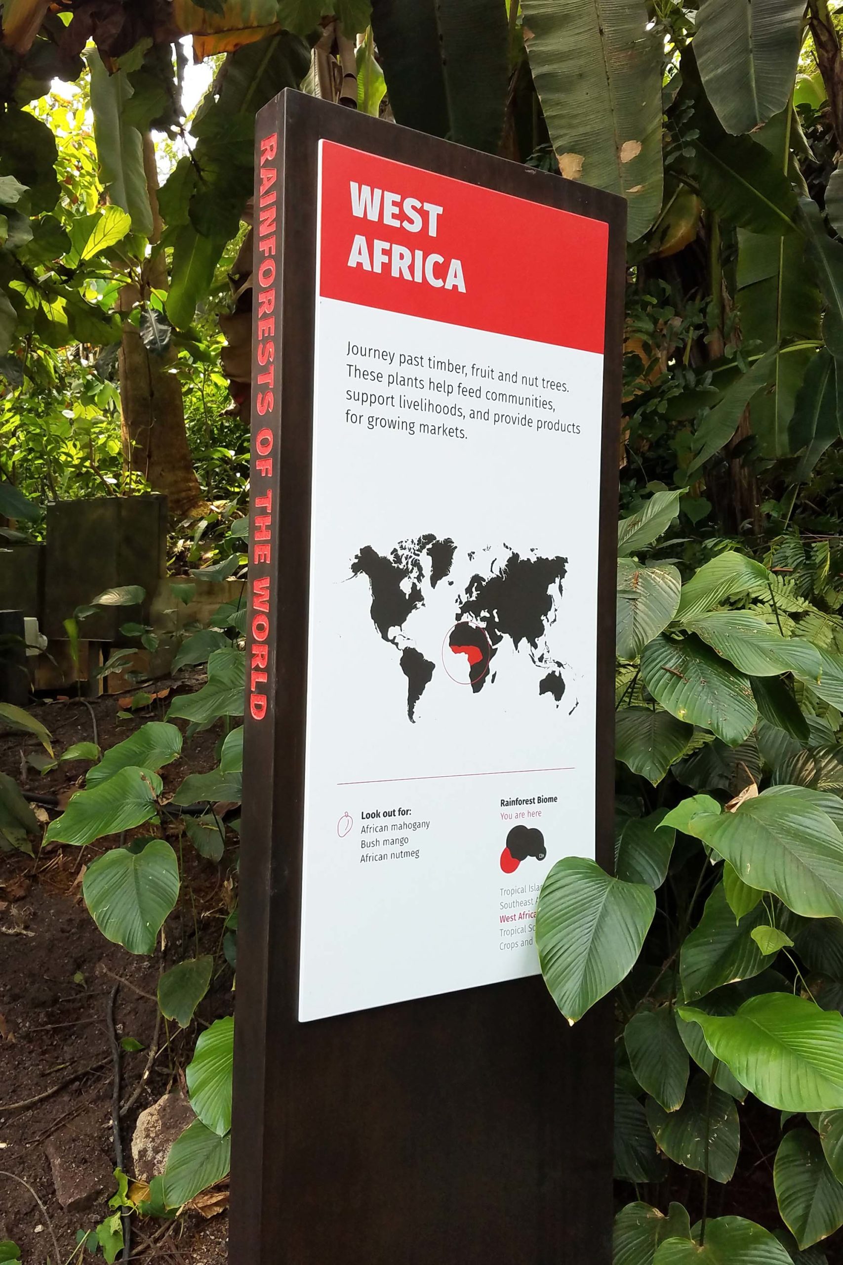 West Africa sign in rainforest