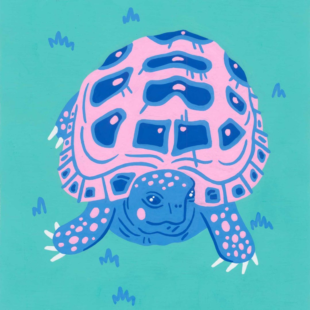 Tortoise drawing